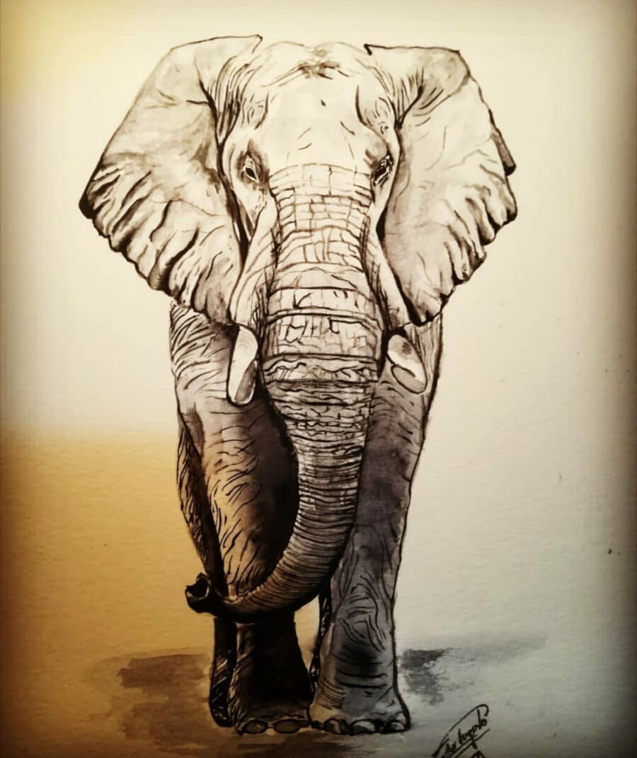 20- Elefante africano